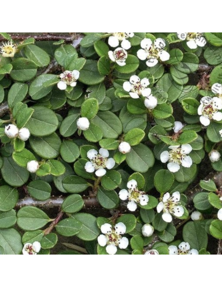 Cotoneaster à petites feuilles - Cotoneaster Procumbens Queen of Carpets