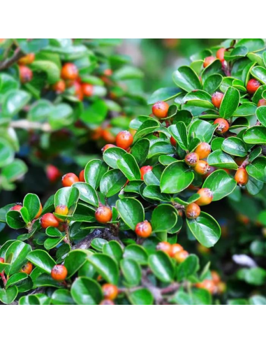 Cotoneaster à petites feuilles - Cotoneaster...