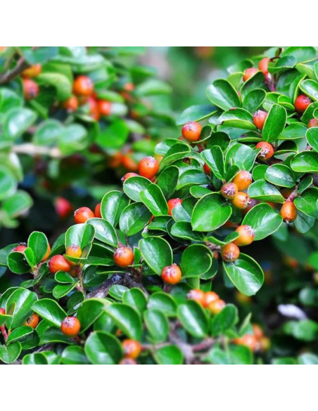 Cotoneaster à petites feuilles - Cotoneaster Procumbens Queen of Carpets