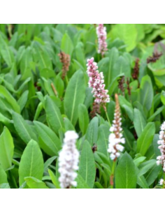 Renouée Kabouter - Persicaria Affinis Kabouter 2