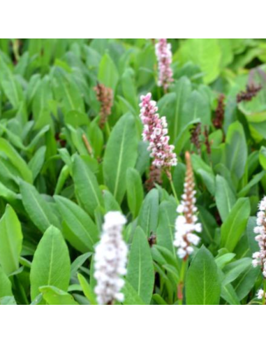 Renouée Kabouter - Persicaria Affinis Kabouter