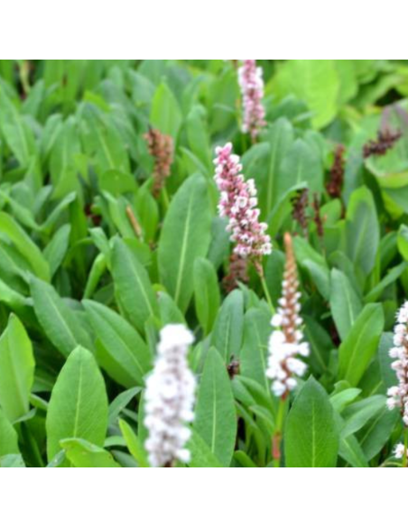 Renouée Kabouter - Persicaria Affinis Kabouter