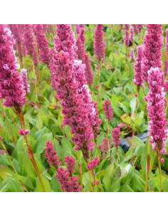 Renouée Kabouter - Persicaria Affinis Kabouter