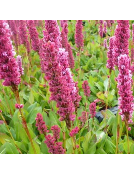 Renouée Kabouter - Persicaria Affinis Kabouter