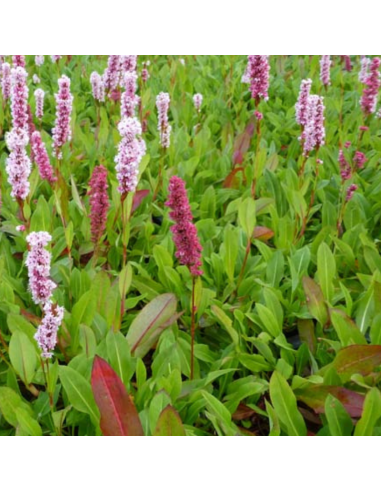 Renouée Donald Lowndes - Persicaria Affinis Donald Lowndes