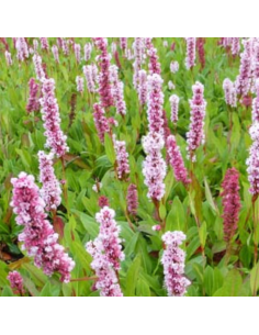 Renouée Donald Lowndes - Persicaria Affinis Donald Lowndes 2