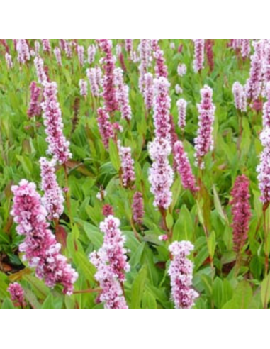 Renouée Donald Lowndes - Persicaria Affinis...