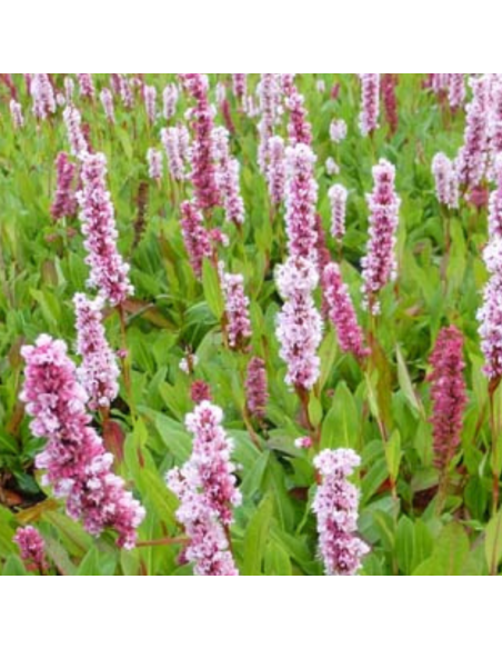 Renouée Donald Lowndes - Persicaria Affinis Donald Lowndes