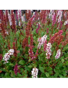 Renouée Superba - Persicaria Affinis Superba