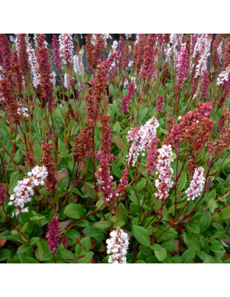 Renouée Superba - Persicaria Affinis Superba