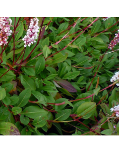 Renouée Superba - Persicaria Affinis Superba 2