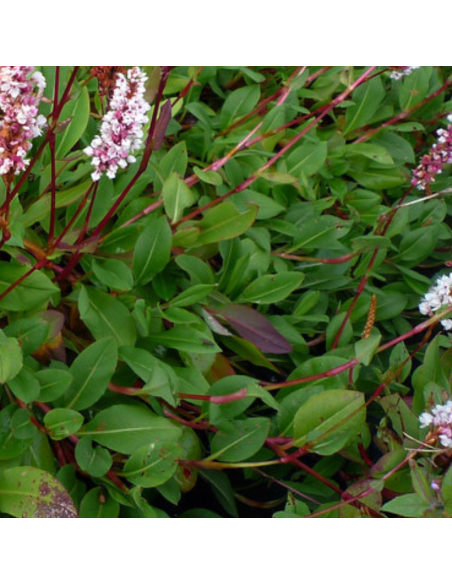 Renouée Superba - Persicaria Affinis Superba
