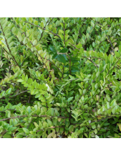 Chèvrefeuille à feuille de buis Maigrun - Lonicera Nitida...