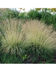 Molinie bleue "Transparent"