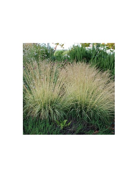 Molinie bleue "Transparent"