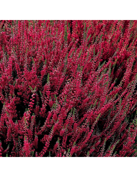 Bruyère commune - Calluna Vulgaris