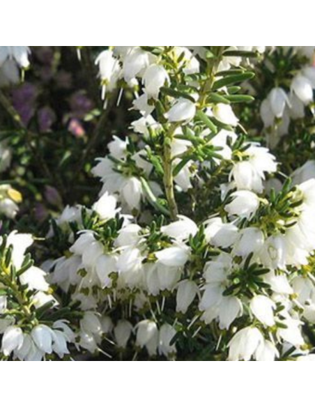 Bruyère des neiges - Erica Darleyensis