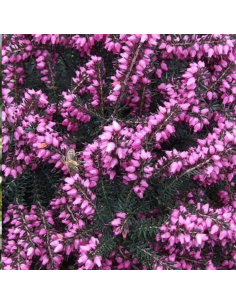 Bruyère des neiges - Erica Darleyensis 2
