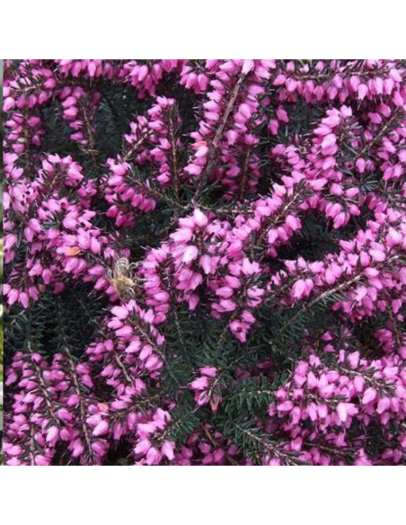 Bruyère des neiges - Erica Darleyensis