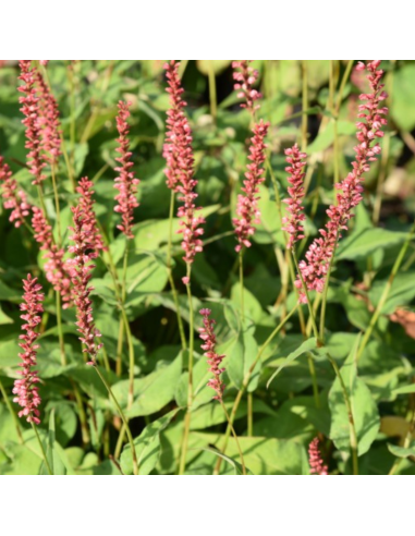 Renouée Orange Field - Persicaria Amplexicaulis Orange Field