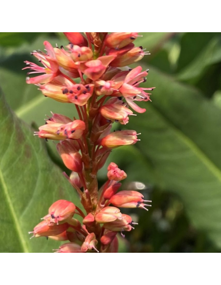 Renouée Orange Field - Persicaria Amplexicaulis Orange Field