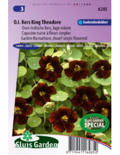 Capucine à fleurs simples Black Velvet