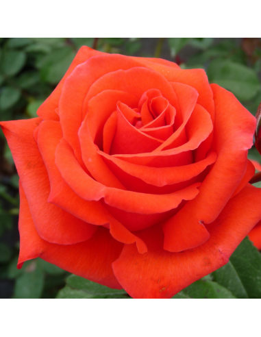 Rosier thé moderne Kanegem