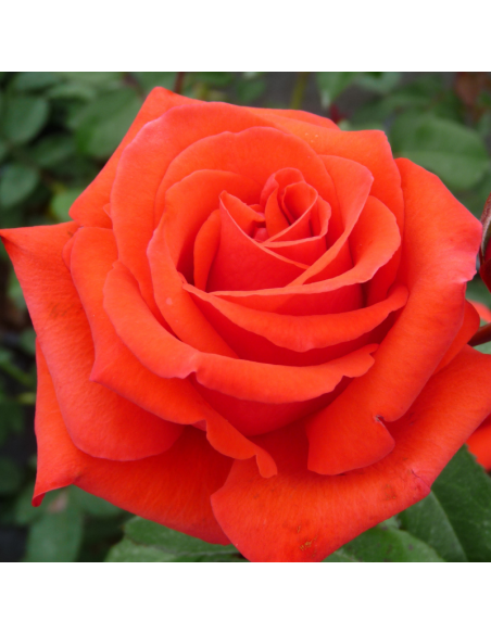 Rosier thé moderne Kanegem