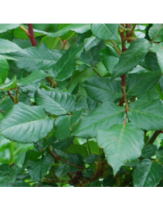 Rosier thé moderne Piccadilly 2