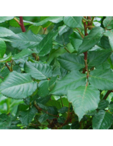 Rosier thé moderne Piccadilly