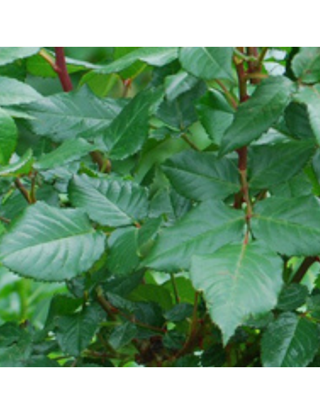 Rosier thé moderne Piccadilly