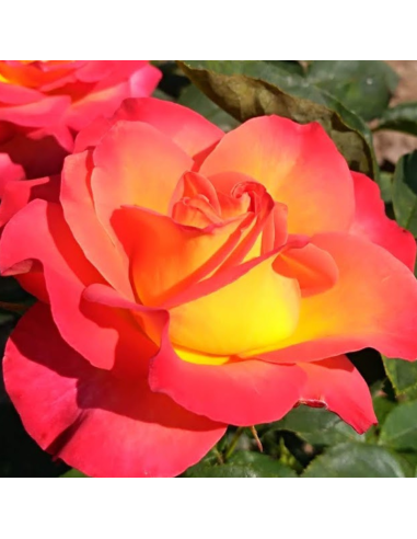 Rosier 'Piccadilly' à Grandes Fleurs - Conteneur 3,5L, Fleurs Rouge Et Jaune, Hauteur 70cm