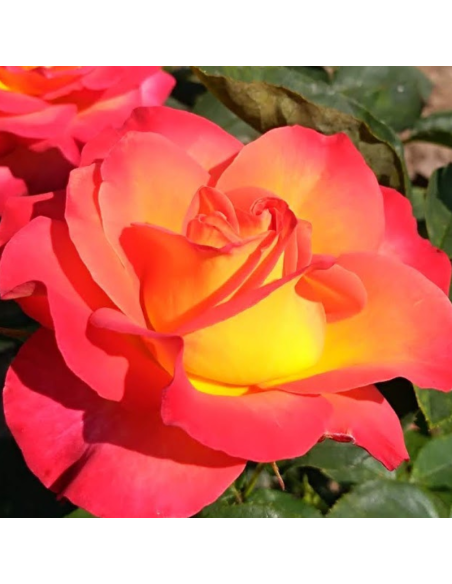 Rosier thé moderne Piccadilly