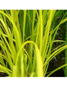 Laîche dorée - Carex Elata Aurea 2
