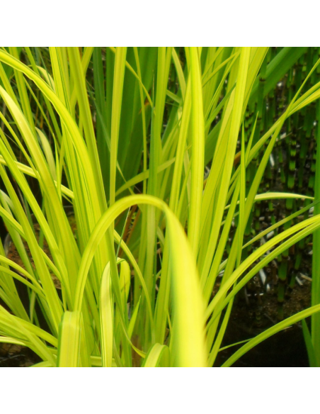 Laîche dorée - Carex Elata Aurea