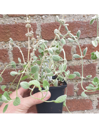 Ballote vivace à forme compacte - Ballota Pseudodictamnus Compacta