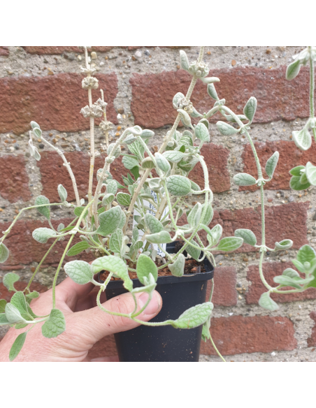 Ballote vivace à forme compacte - Ballota Pseudodictamnus Compacta