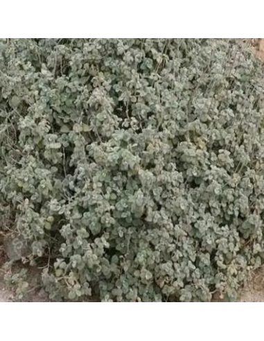 Ballote vivace à forme compacte - Ballota...