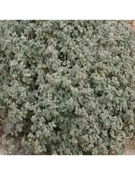 Ballote vivace à forme compacte - Ballota Pseudodictamnus Compacta