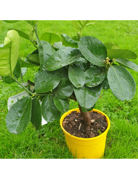 Cédratier - Citrus Medica