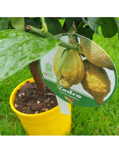 Cédratier - Citrus Medica