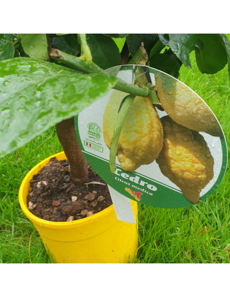 Cédratier - Citrus Medica