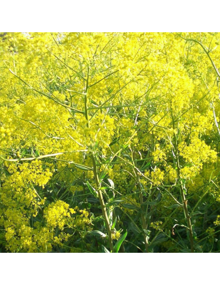 Pastel des teinturiers - Isatis Tinctoria - Lot de 4