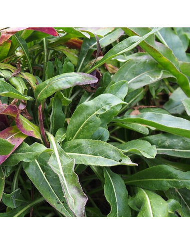 Pastel des teinturiers - Isatis Tinctoria - Lot...