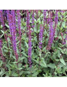 Sauge des bois - Salvia Nemorosa Caradonna