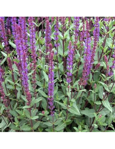 Sauge des bois - Salvia Nemorosa Caradonna