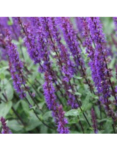 Sauge des bois - Salvia Nemorosa Caradonna 2