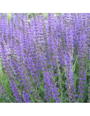 Sauge des bois - Salvia Nemorosa Mainacht