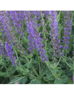 Sauge des bois - Salvia Nemorosa Mainacht 2