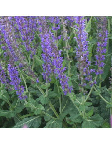 Sauge des bois - Salvia Nemorosa Mainacht